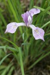 Toughleaf Iris blossom