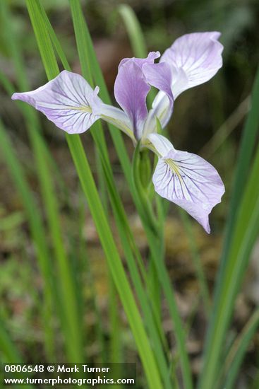 Iris tenax