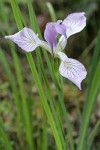 Toughleaf Iris blossom