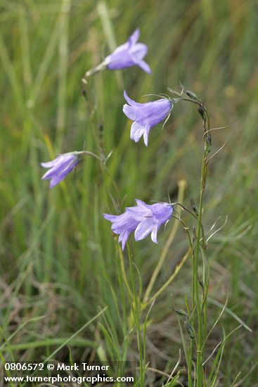 Campanula rotundifolia