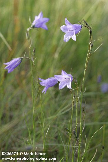 Campanula rotundifolia