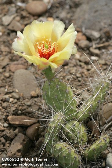 Opuntia columbiana (O. erinacea var. columbiana)