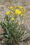 Western Hawksbeard