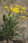 Western Hawksbeard