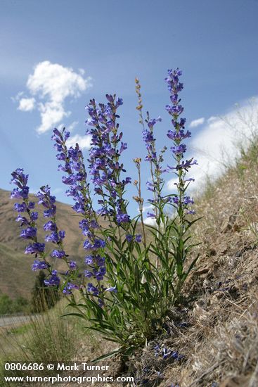 Penstemon speciosus