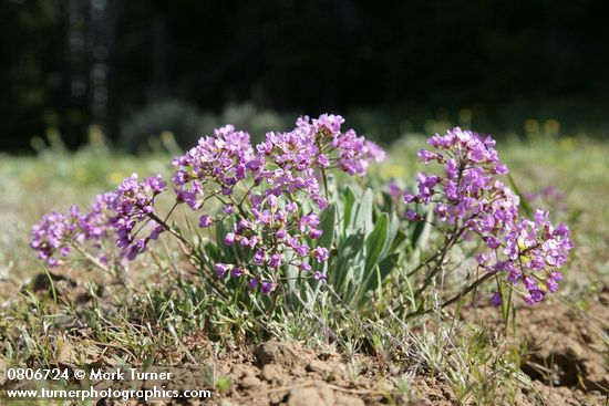 Phoenicaulis cheiranthoides