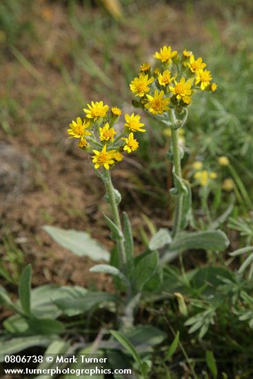 Senecio integerrimus