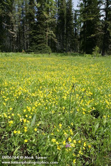 Ranunculus alismifolius