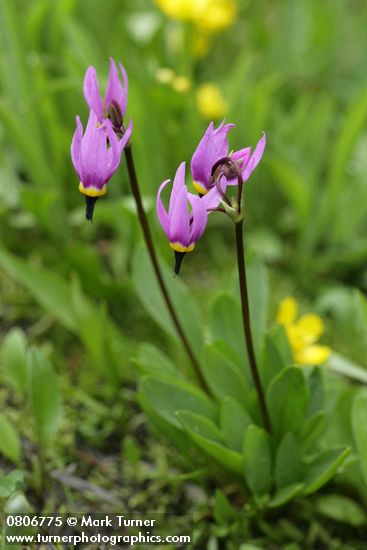 Dodecatheon conjugens