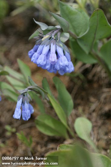 Mertensia longiflora