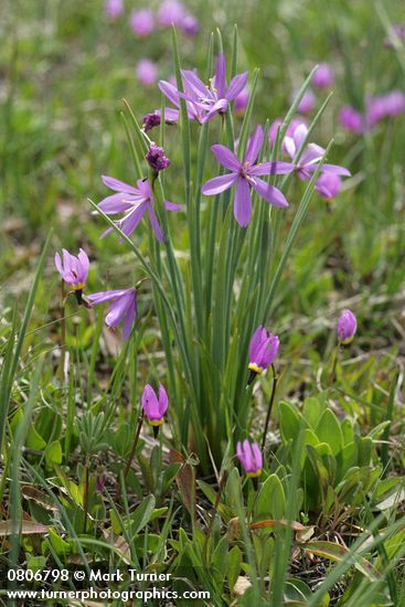 Olsynium douglasii; Dodecatheon conjugens