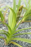 Large-headed (Bighead) Sedge w/ male inflorescence