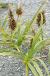 Large-headed (Bighead) Sedge w/ male (fgnd) & female inflorescences