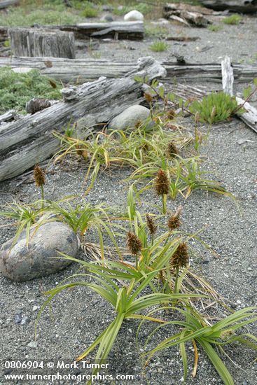 Carex macrocephala