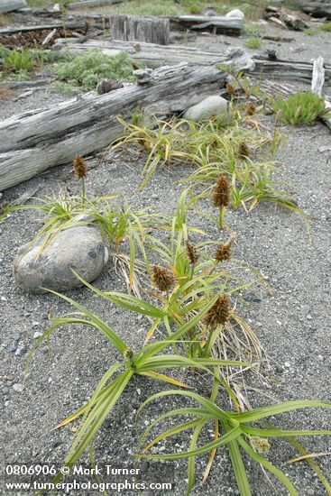 Carex macrocephala