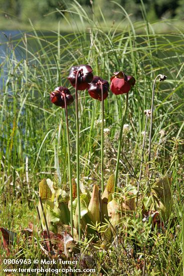 Sarracenia purpurea