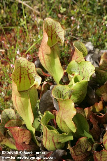 Sarracenia purpurea