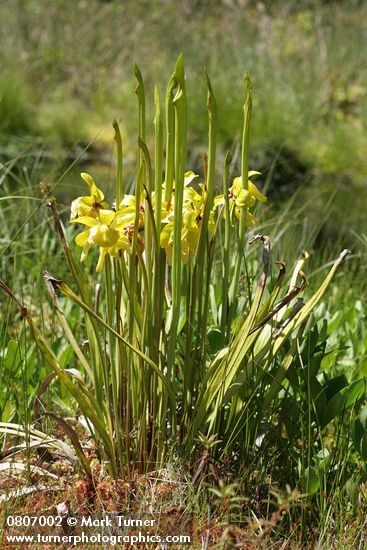 Sarracenia flava