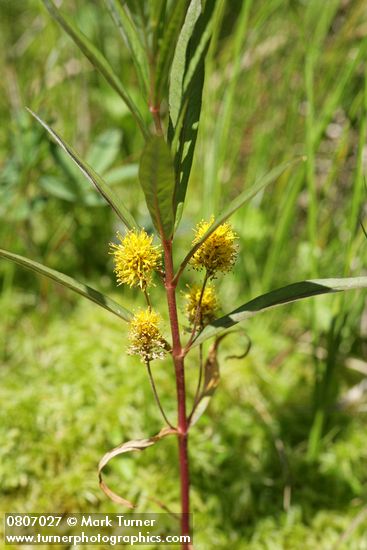 Lysimachia thyrsiflora