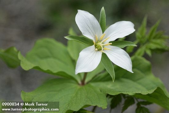 Trillium ovatum