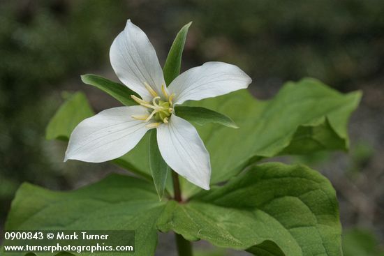 Trillium ovatum