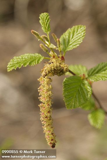 Alnus viridis ssp. sinuata