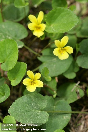 Viola orbiculata