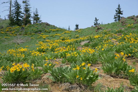 Balsamorhiza sagittata