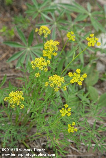 Lomatium brandegeei