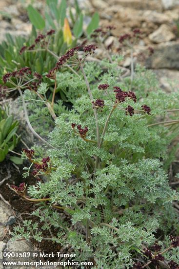 Lomatium cuspidatum