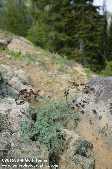 Lomatium cuspidatum