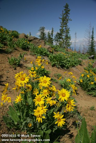 Balsamorhiza sagittata