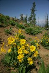 Arrowleaf Balsamroot w/ conifers bkgnd