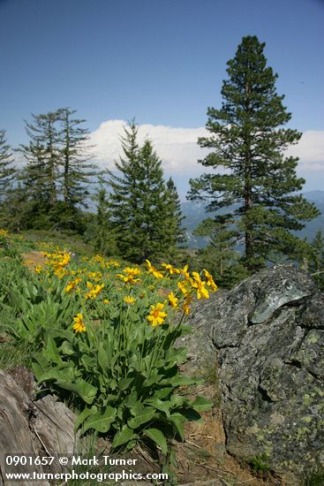 Balsamorhiza sagittata