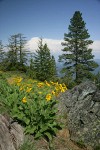 Arrowleaf Balsamroot w/ conifers bkgnd