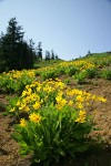 Arrowleaf Balsamroot fills subalpine meadow