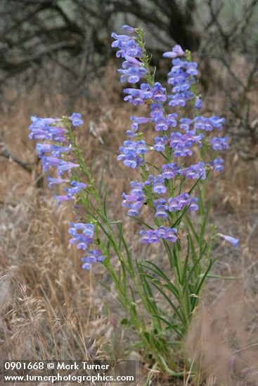 Penstemon speciosus