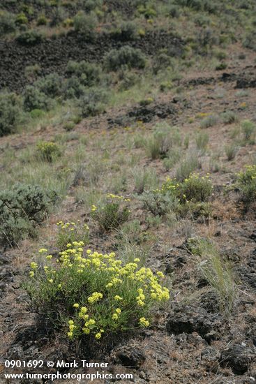 Eriogonum sphaerocephalum