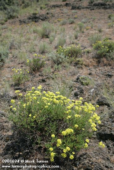 Eriogonum sphaerocephalum