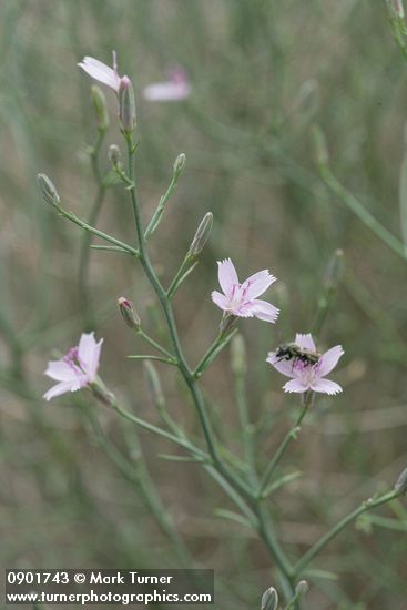 Stephanomeria minor var. minor