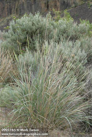 Leymus cinereus (Elymus cinereus)