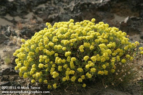 Eriogonum sphaerocephalum