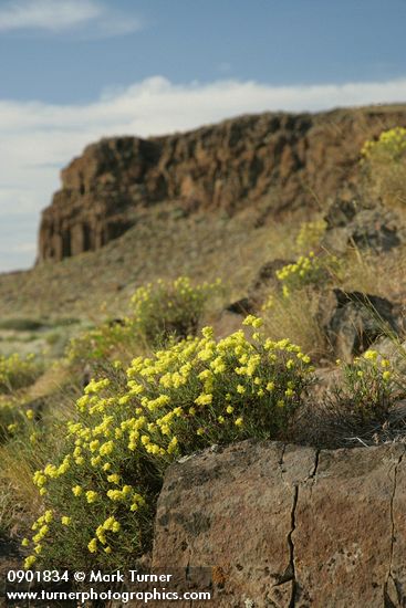 Eriogonum sphaerocephalum