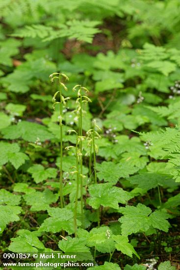 Corallorrhiza trifida