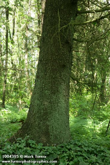 Picea sitchensis; Maianthemum dilitatum