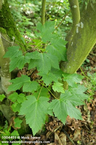 Acer glabrum var. douglasii