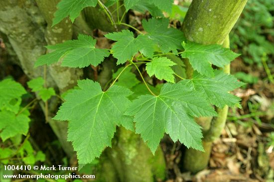 Acer glabrum var. douglasii