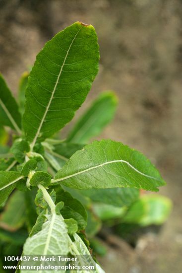 Salix sitchensis