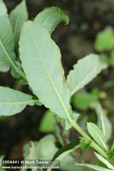 Salix sitchensis