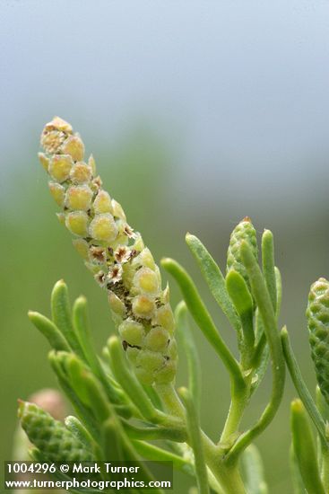 Sarcobatus vermiculatus